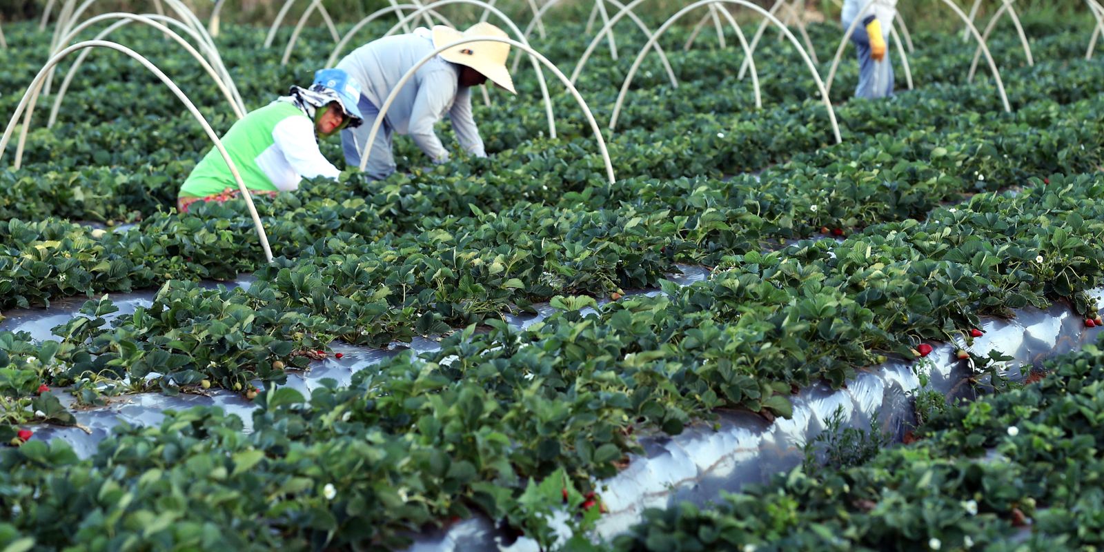 Canal Gov destaca agricultura familiar no novo programa Campo da Gente