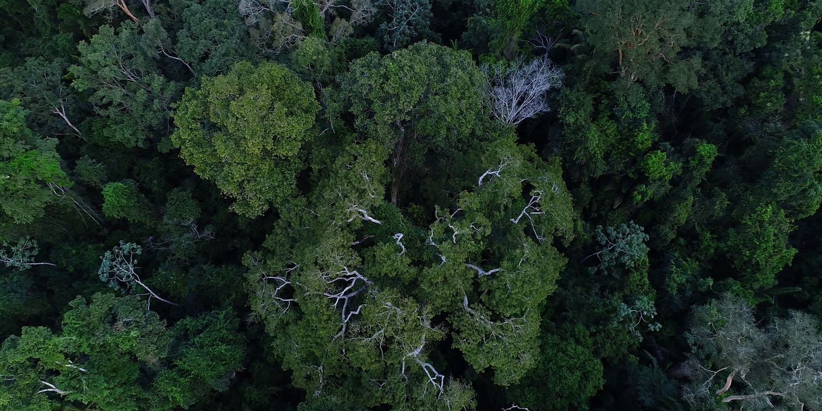 Política de cooperação com municípios reduz incêndios na Amazônia